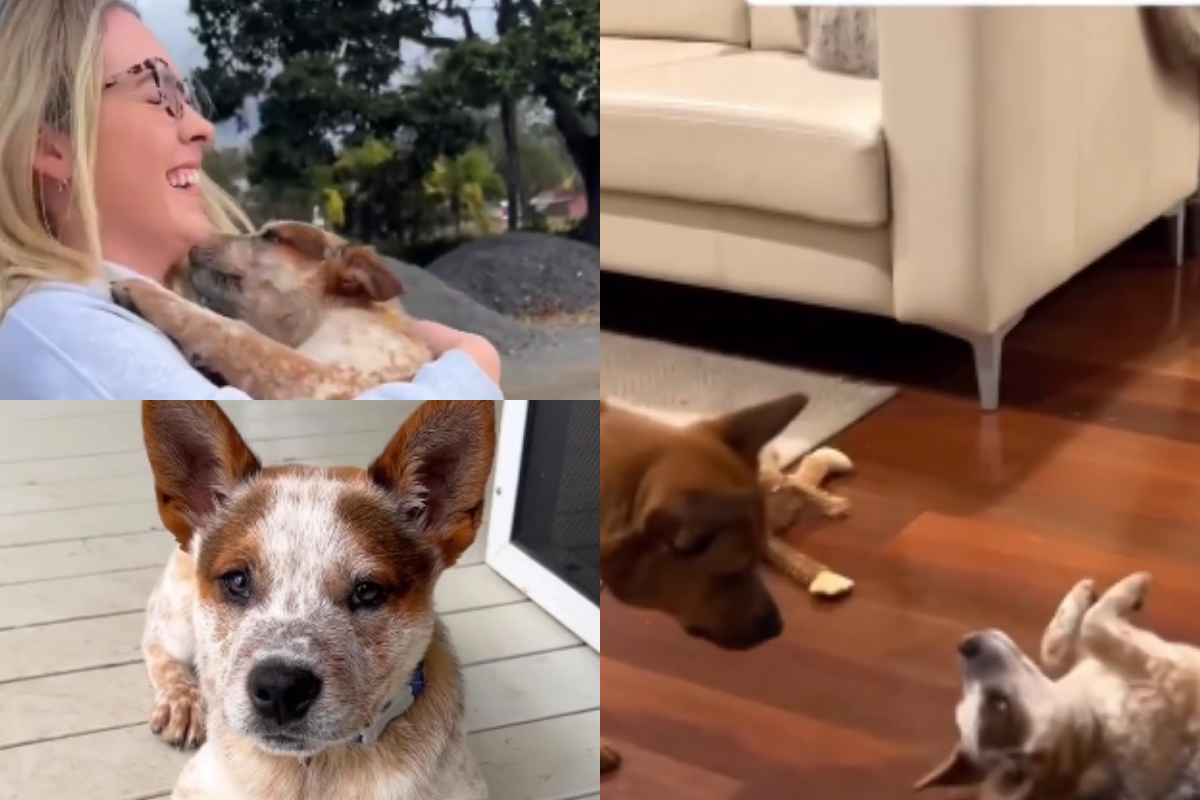 puppy with hearing loss