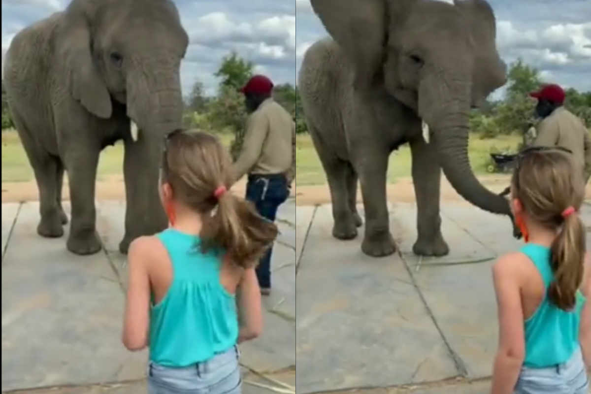 Elephant imitating