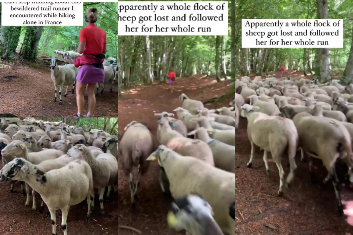 sheep following hiker