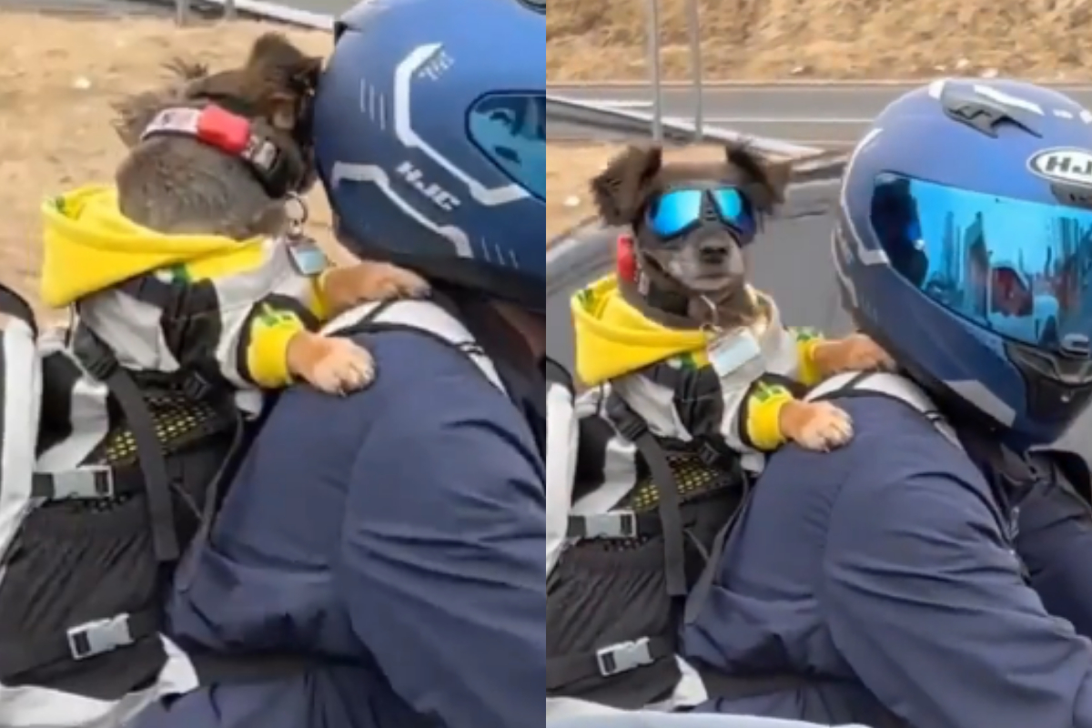 Dog on bike