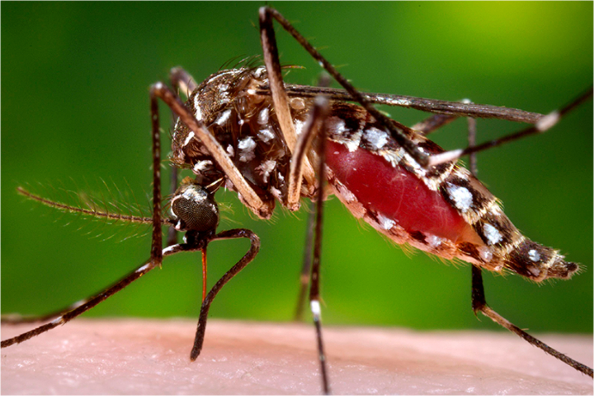 Dengue Upsurge