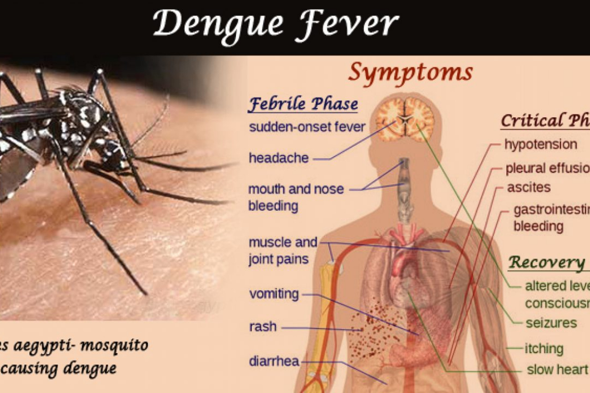 Dengue fever cases