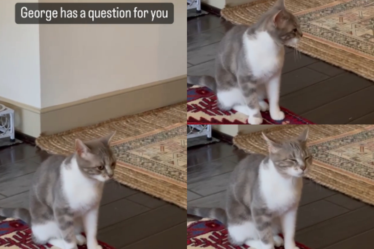 Cat is asking