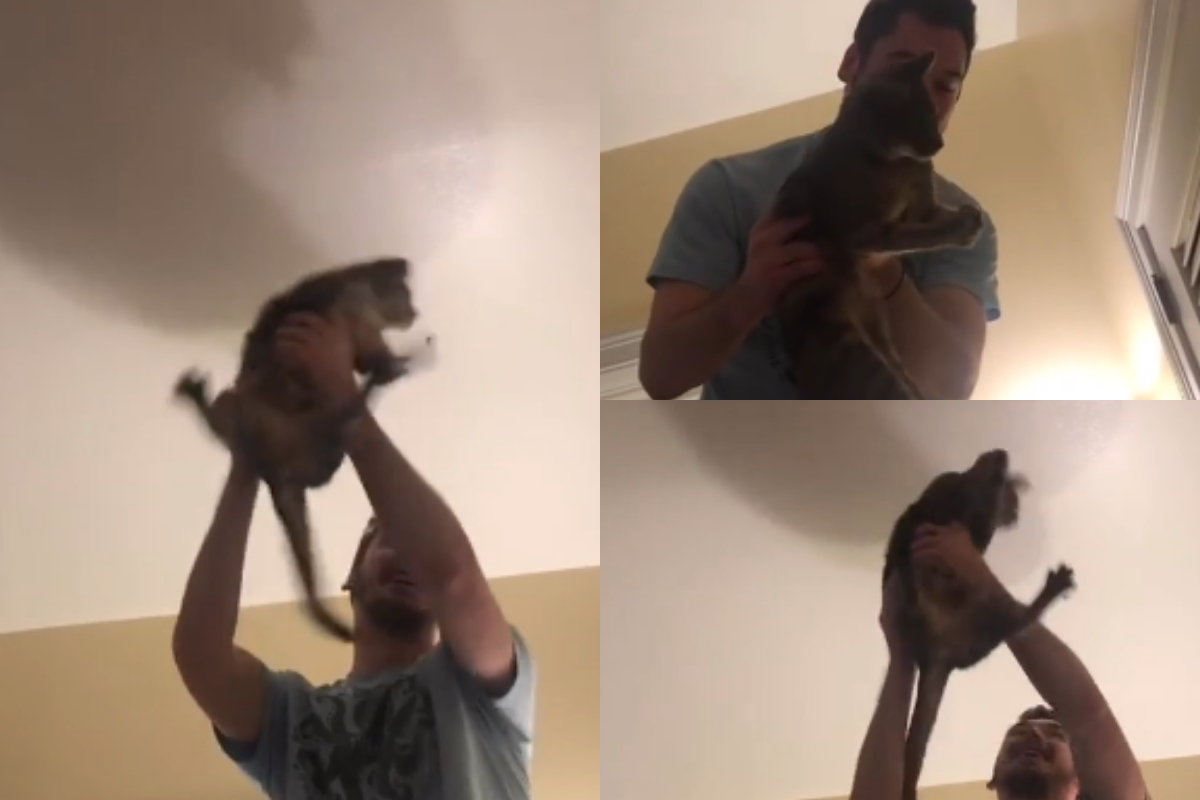 Cat catch bug