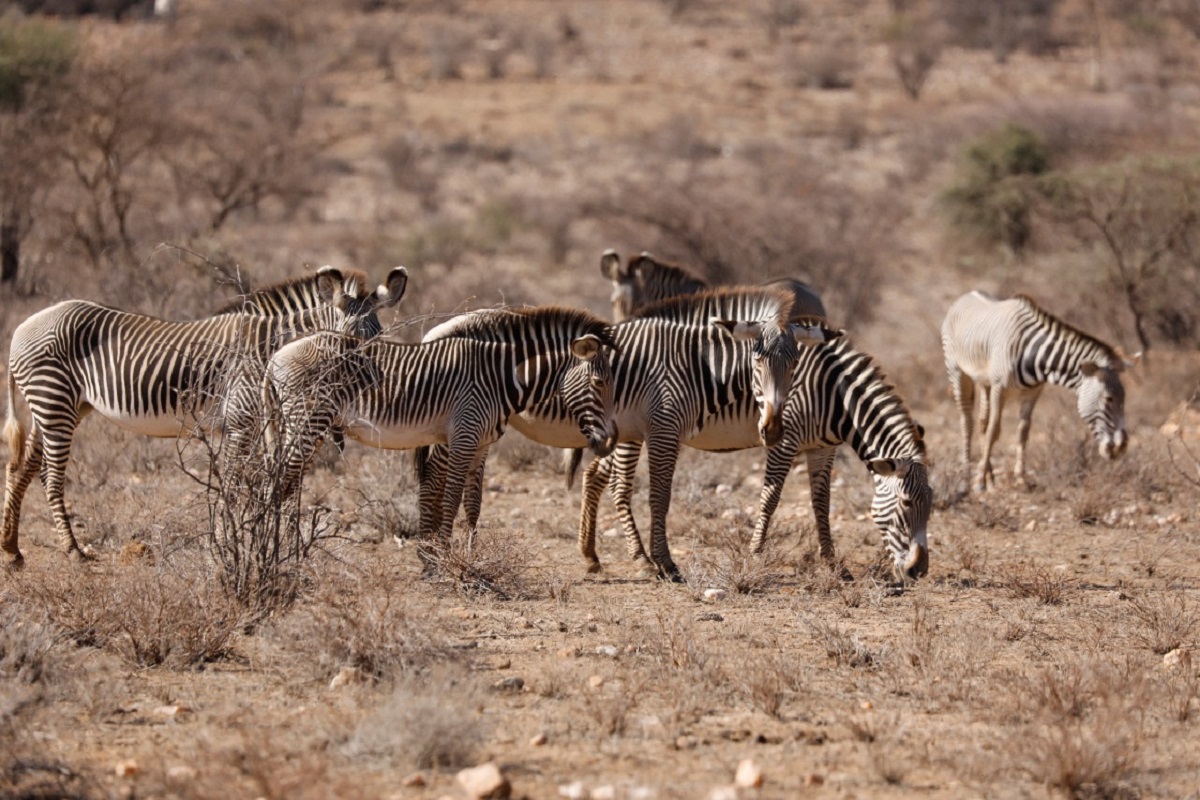 kenya