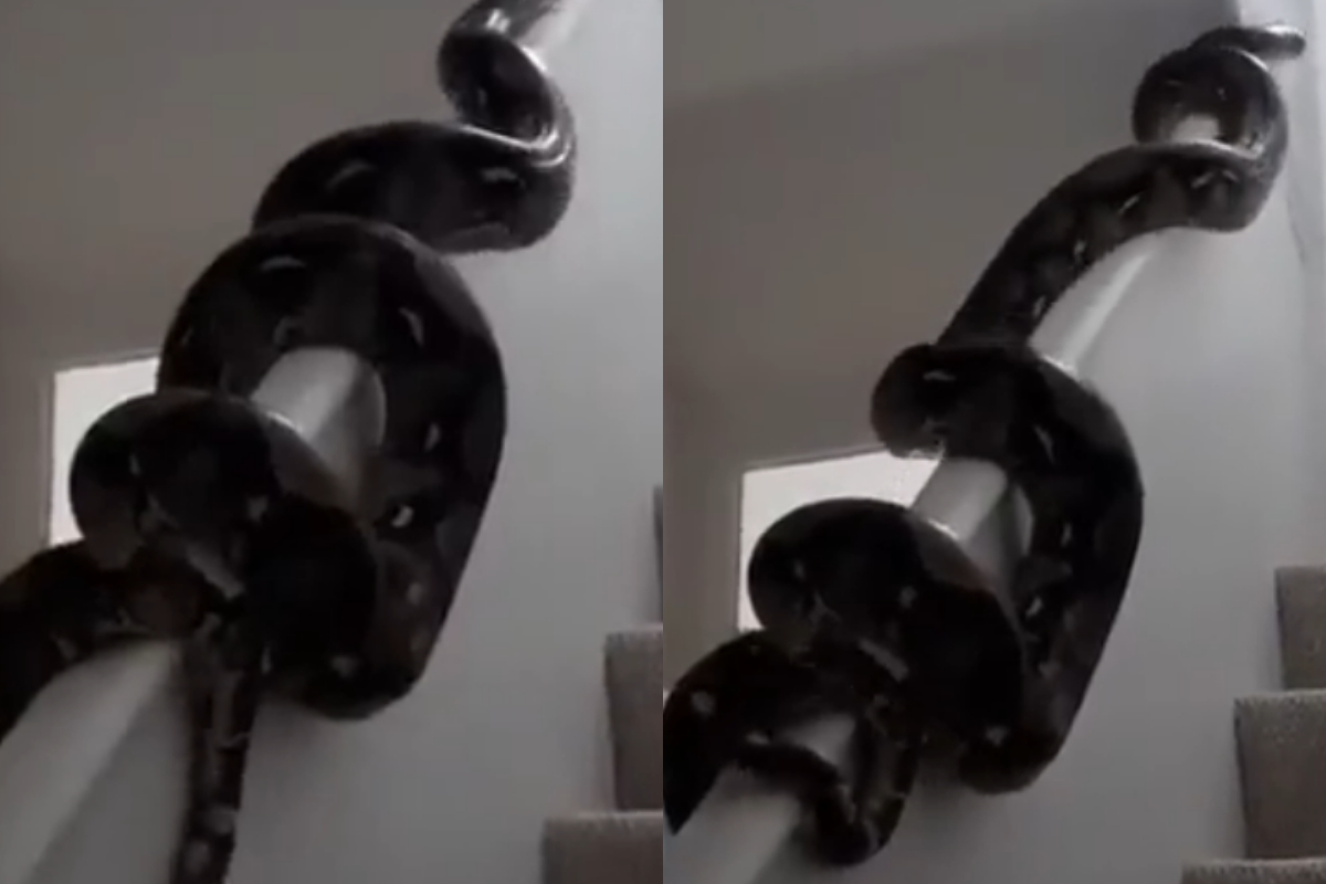 python
