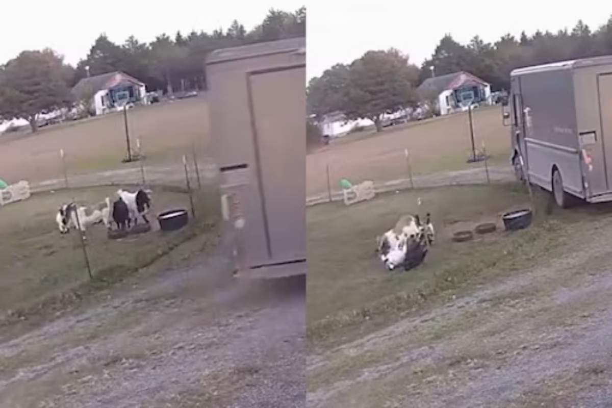 Goats video