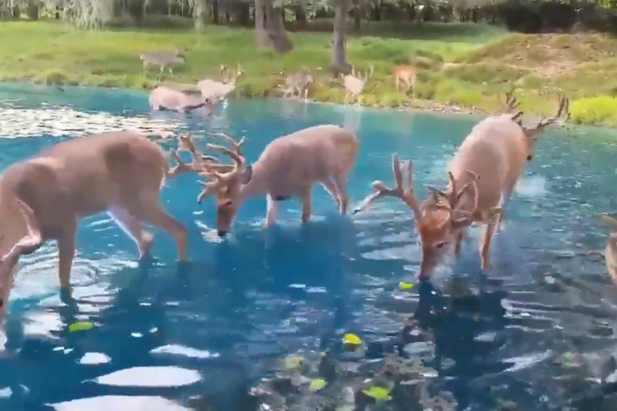 deer drinking from Swiss lake