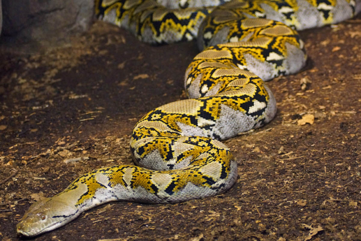6-Foot-Long python