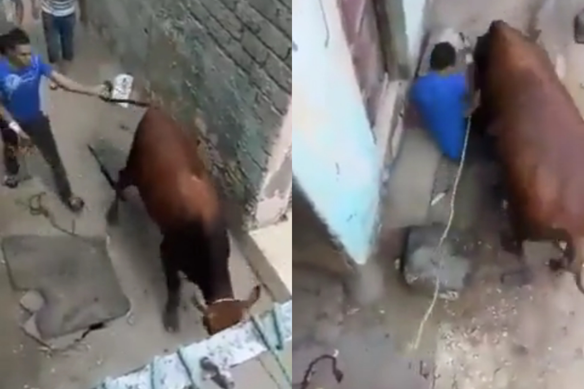 Man kicks cow