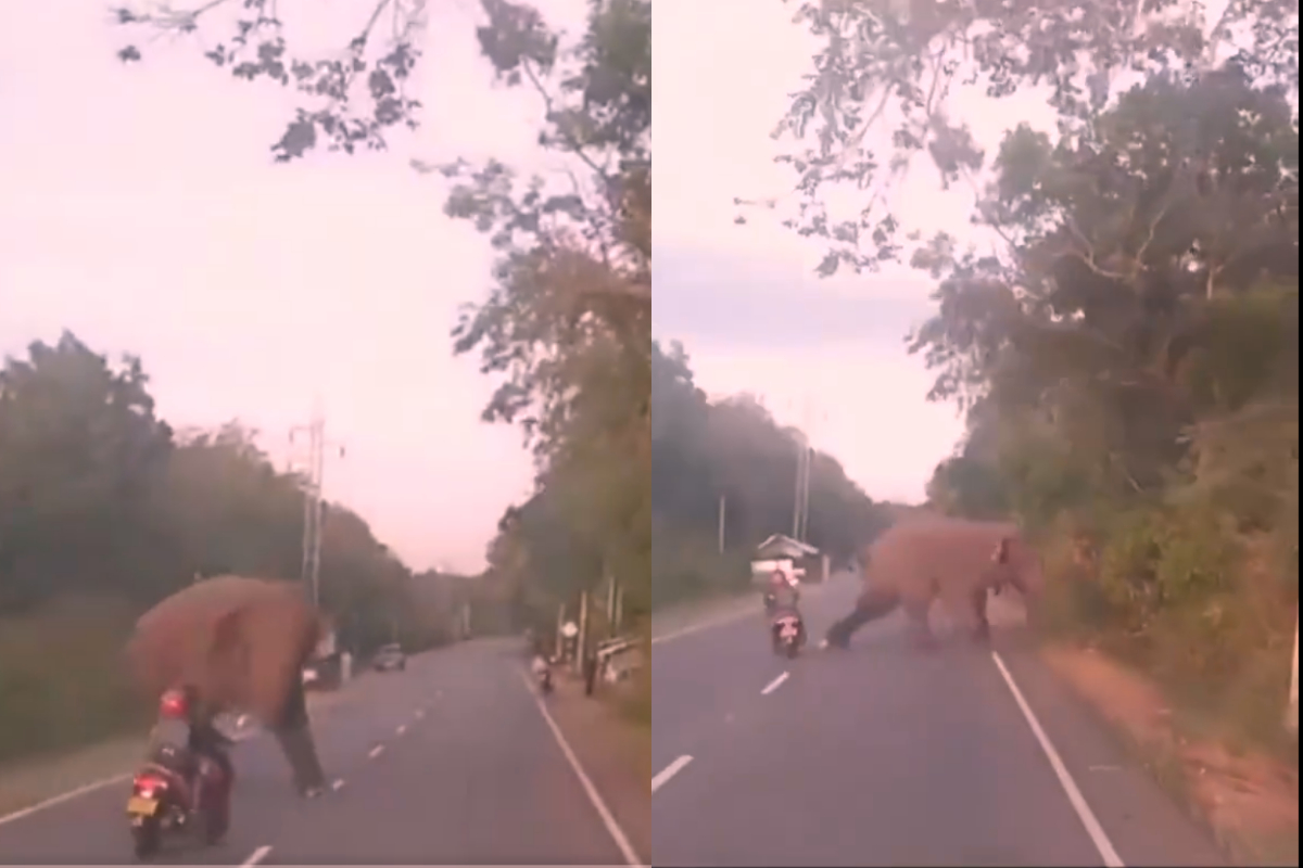 elephant collides scooter
