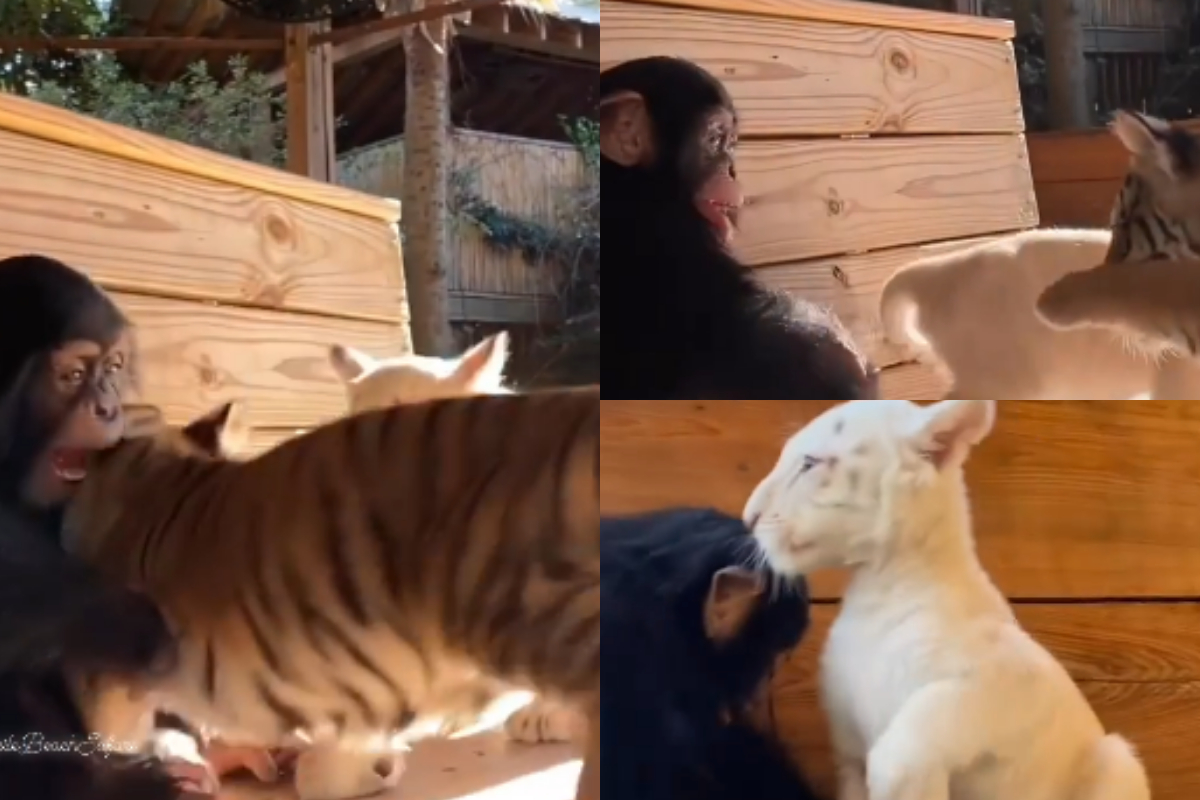 chimpanzee playing with two baby tigers