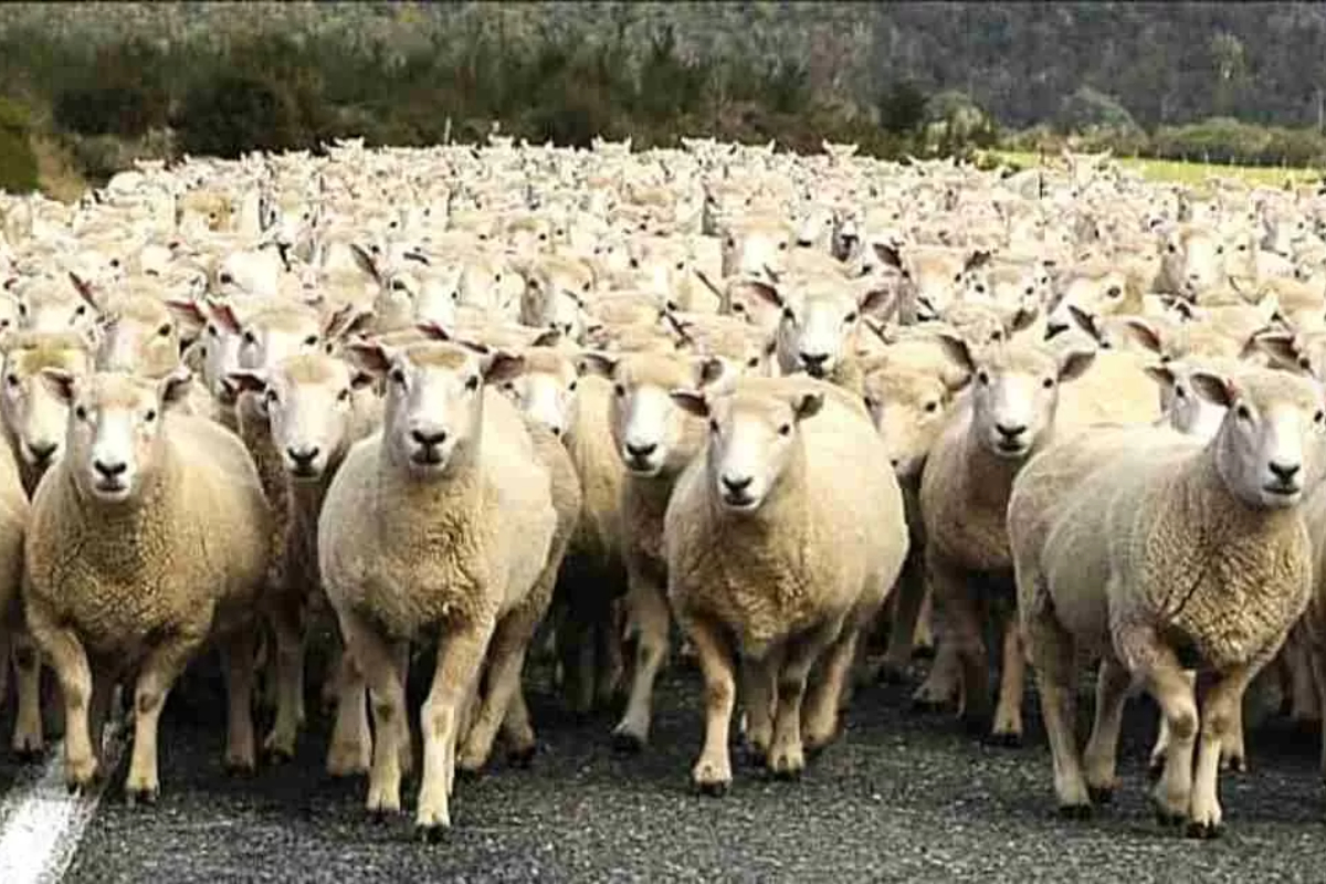 In this optical illusion, find the wolf before the sheep attack!