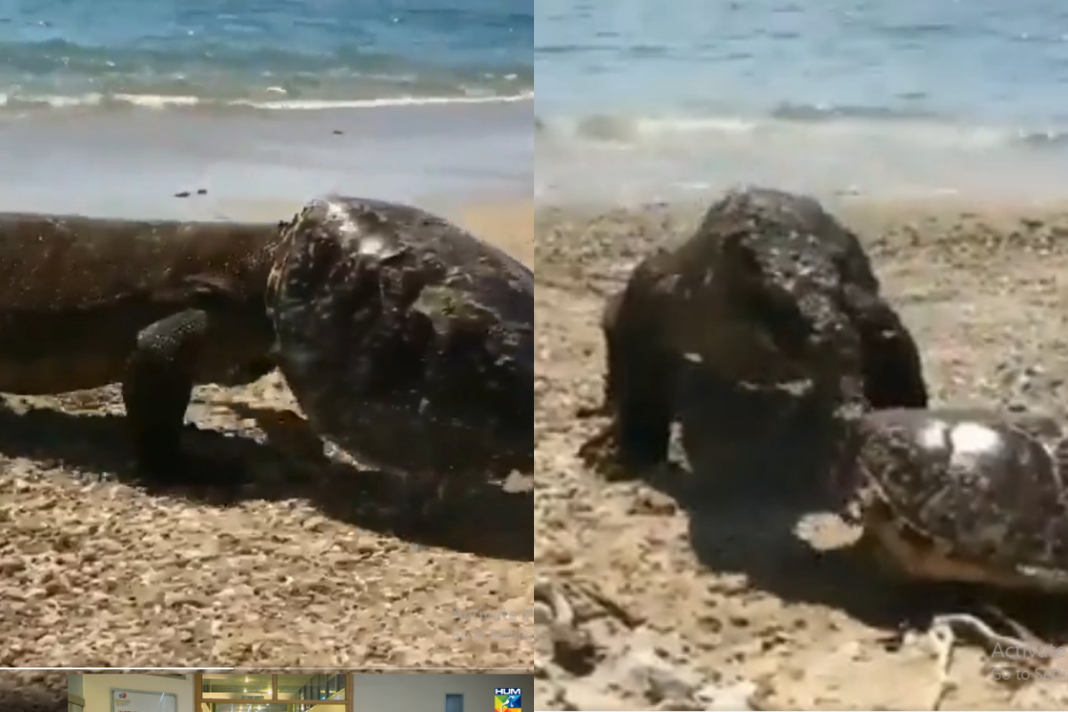 Komodo dragon