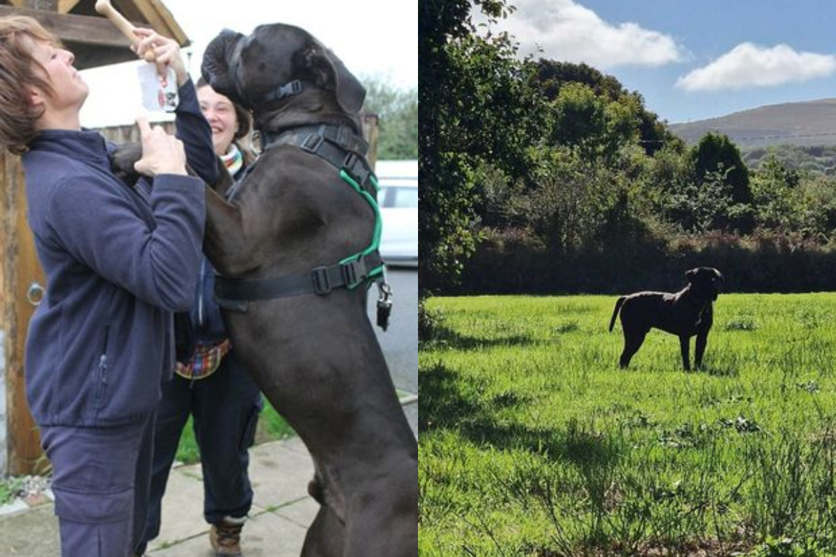 Two years after, 'Soppy' six-foot dog Basher finds a home