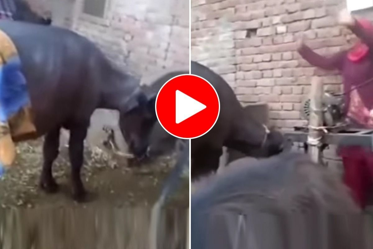 Buffalo dancing like woman