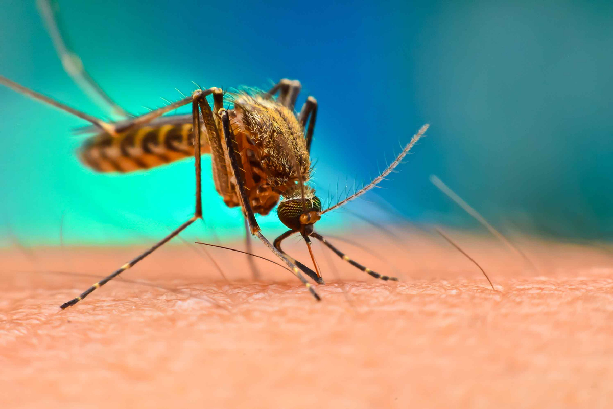 Dengue claims