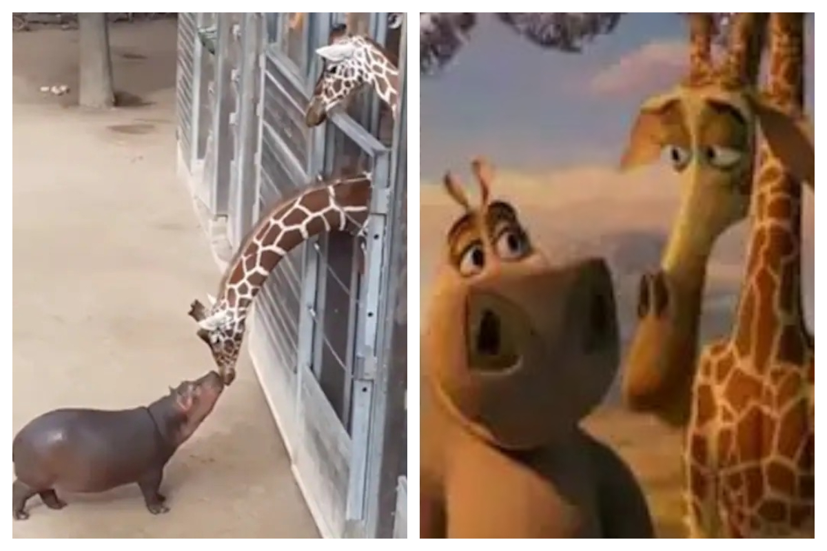 Hippo and Giraffe's Meeting