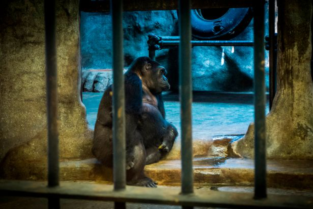 Heartless zoo owner