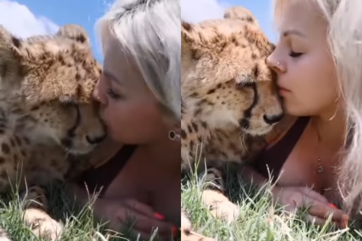 girl kisses cheetah