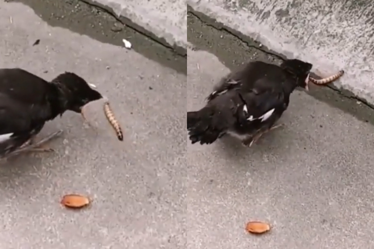 Baby bird