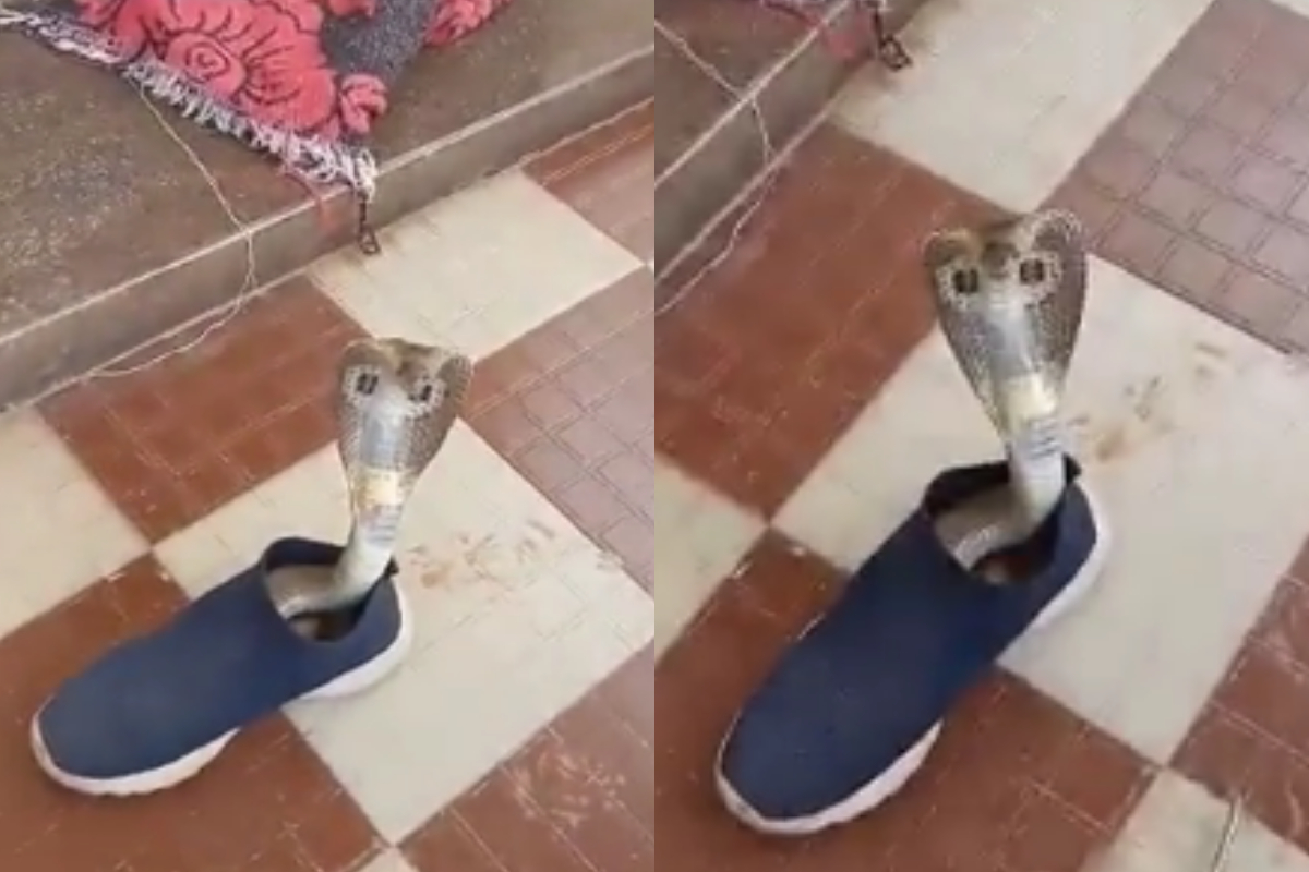 Giant cobra