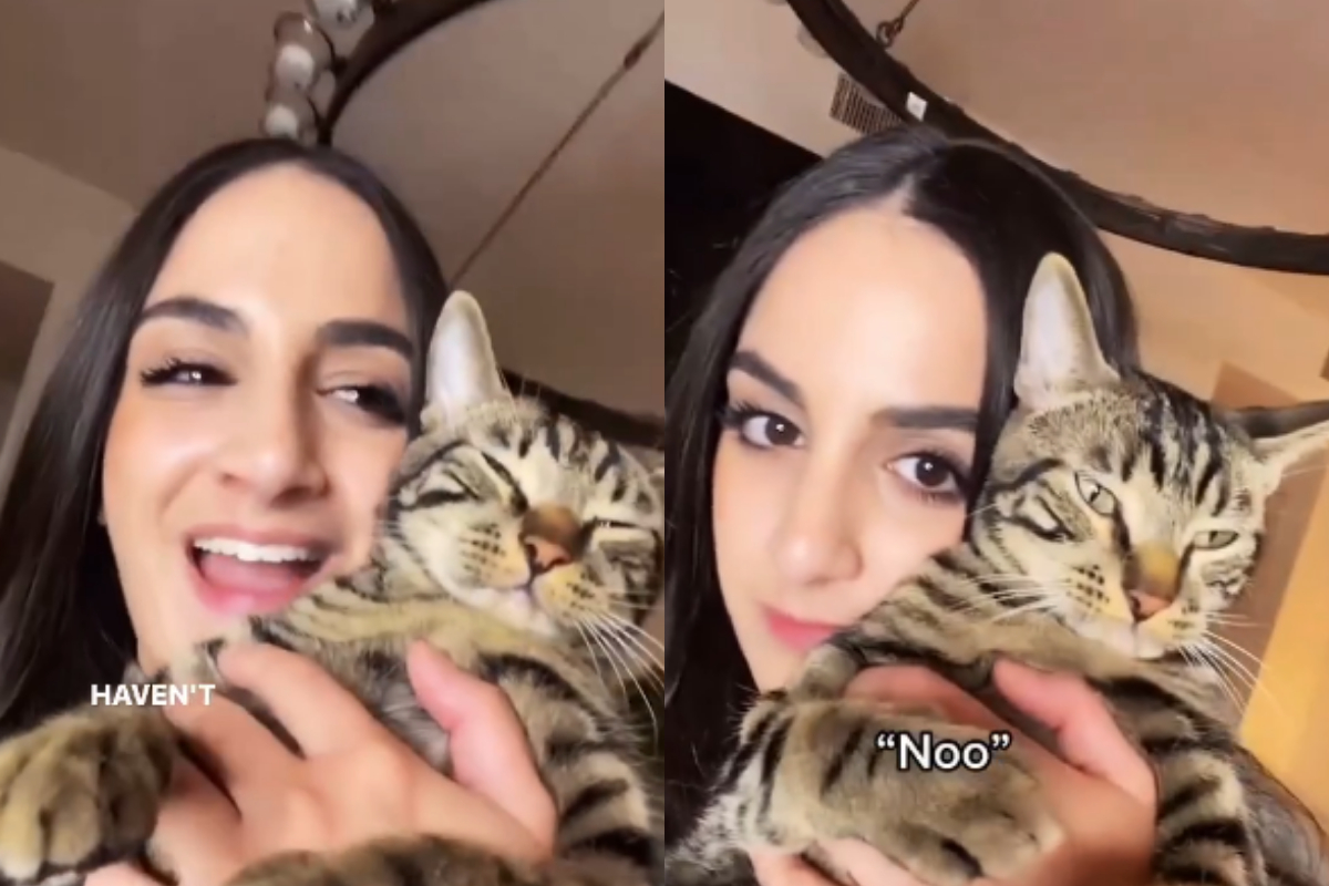 Cat parent teases