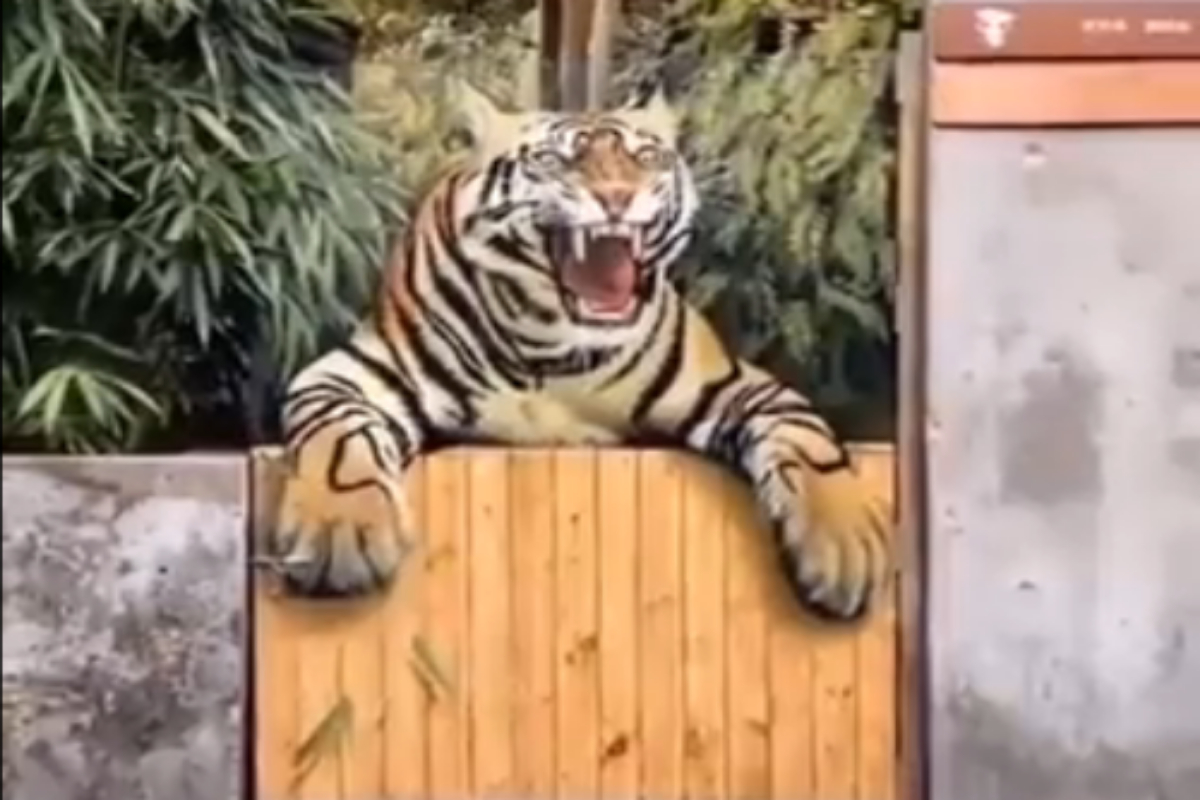 tiger video