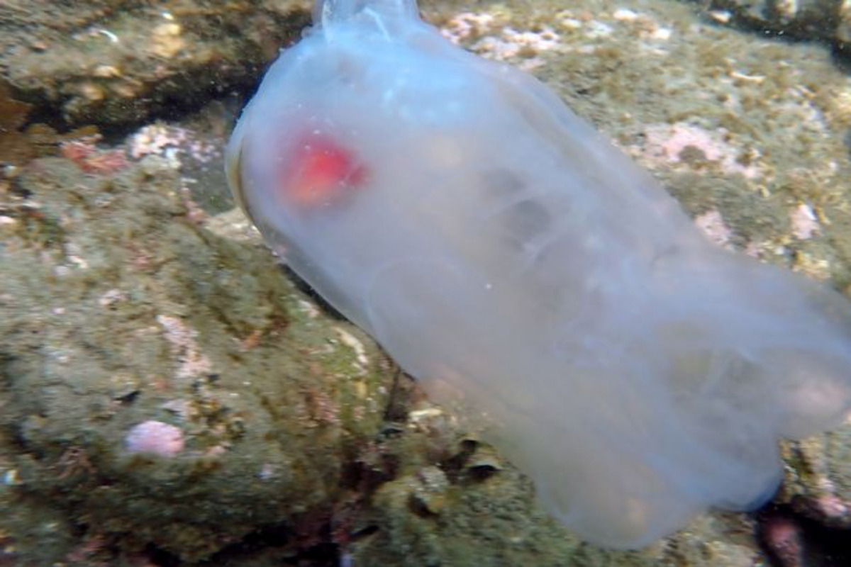Ghost fish