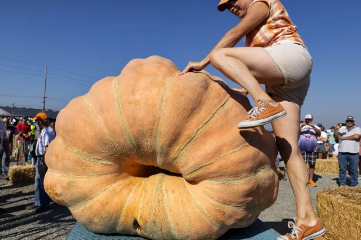 pumpkin carves 