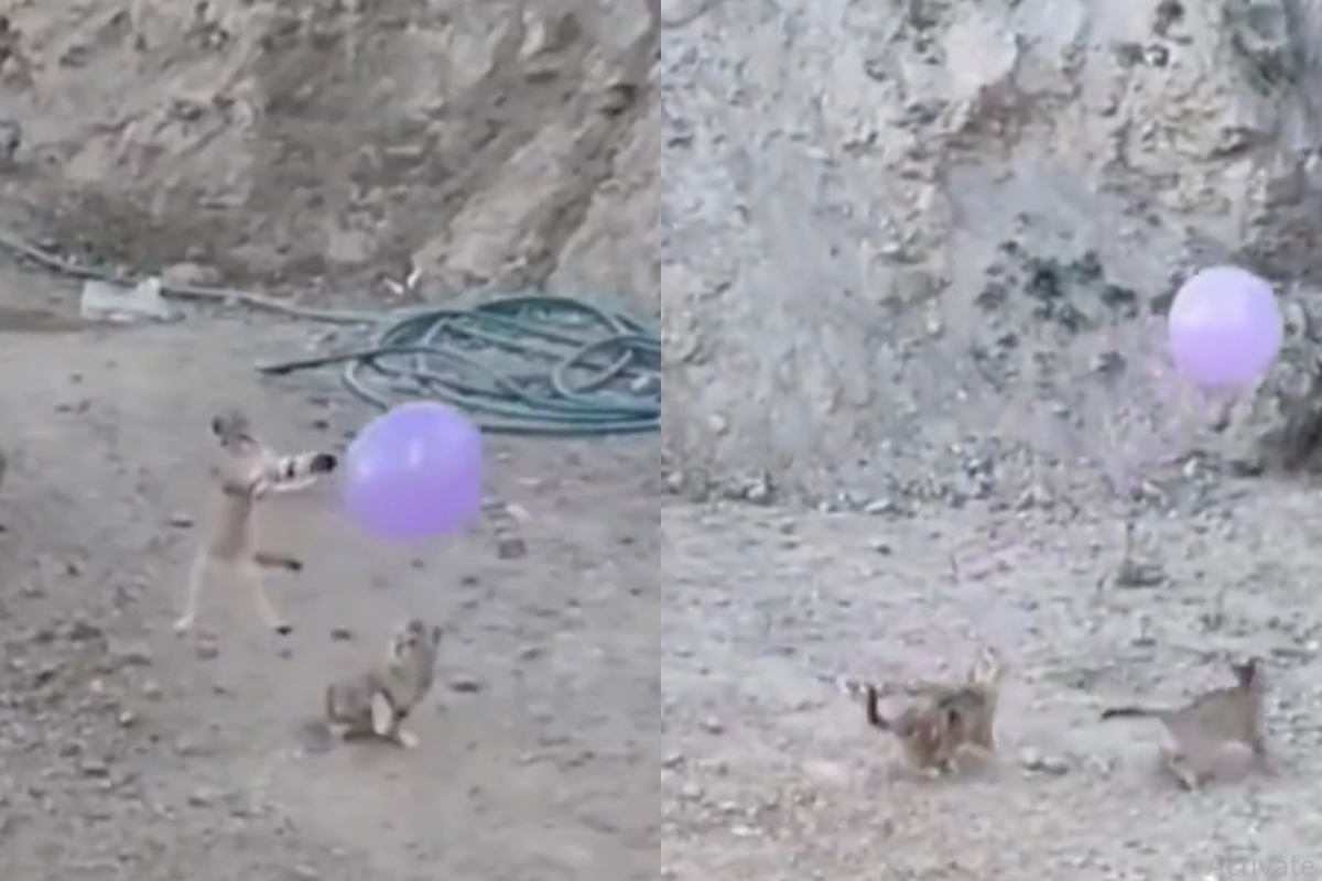 Kittens videos