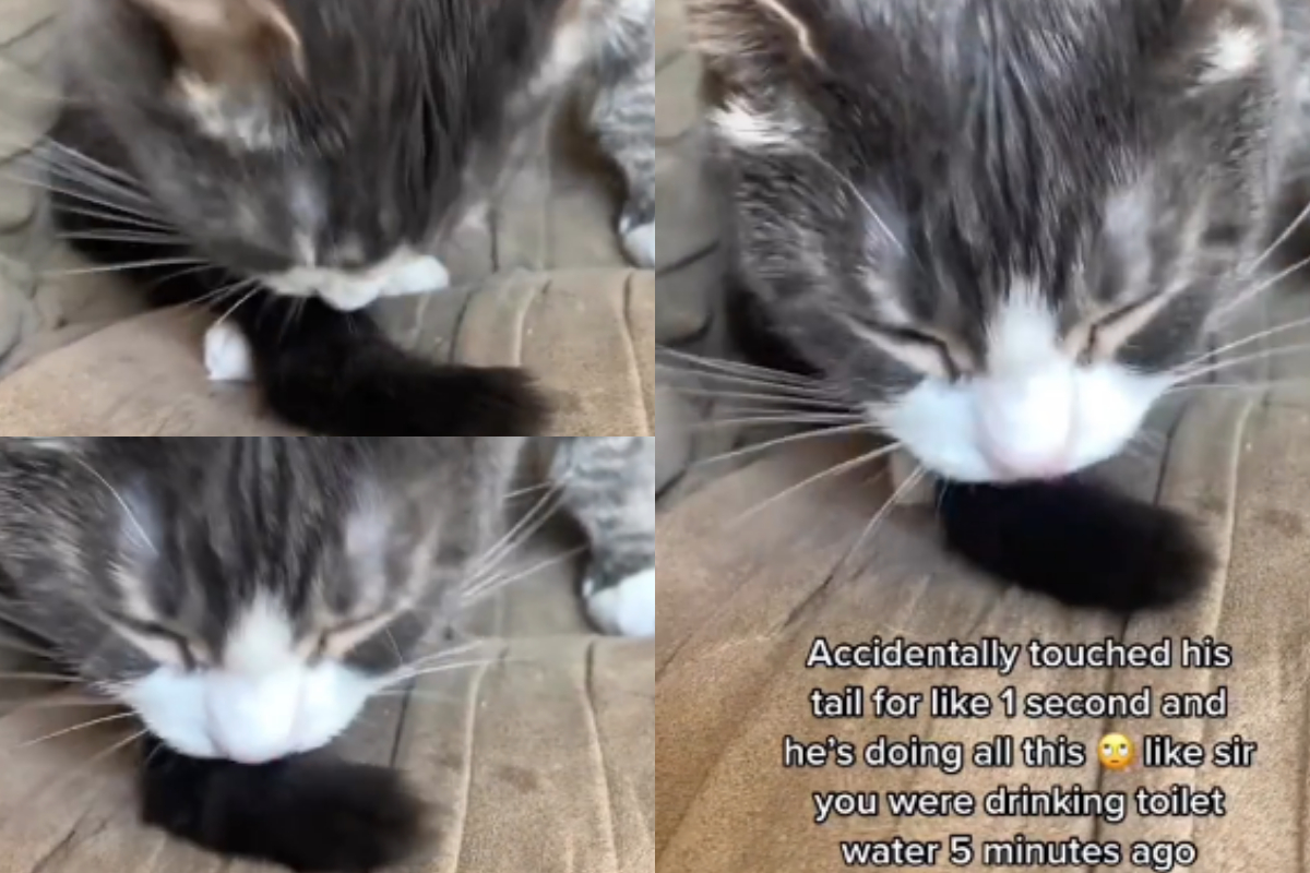 cats love its tails