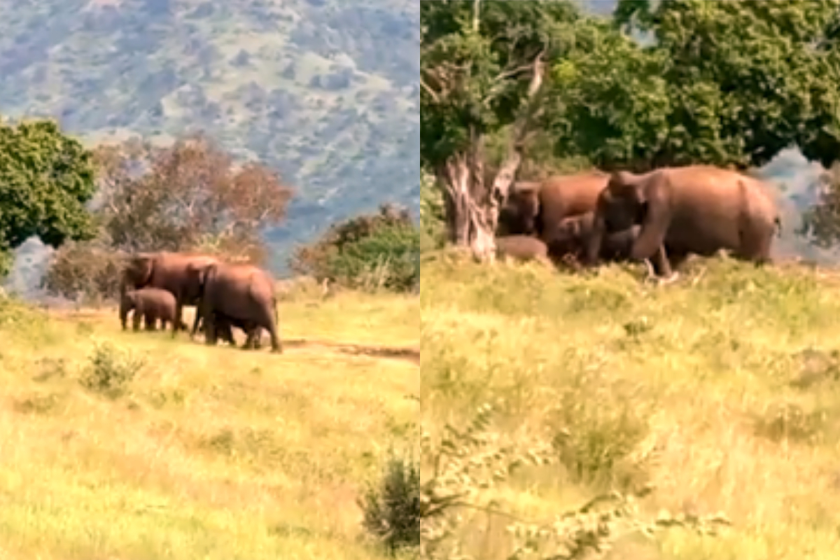 Elephant Family