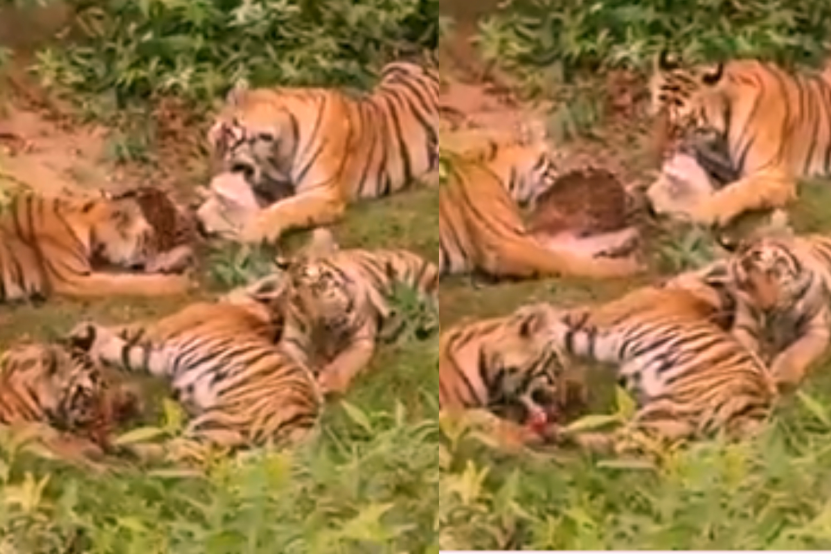 Mother tiger sitting in forest