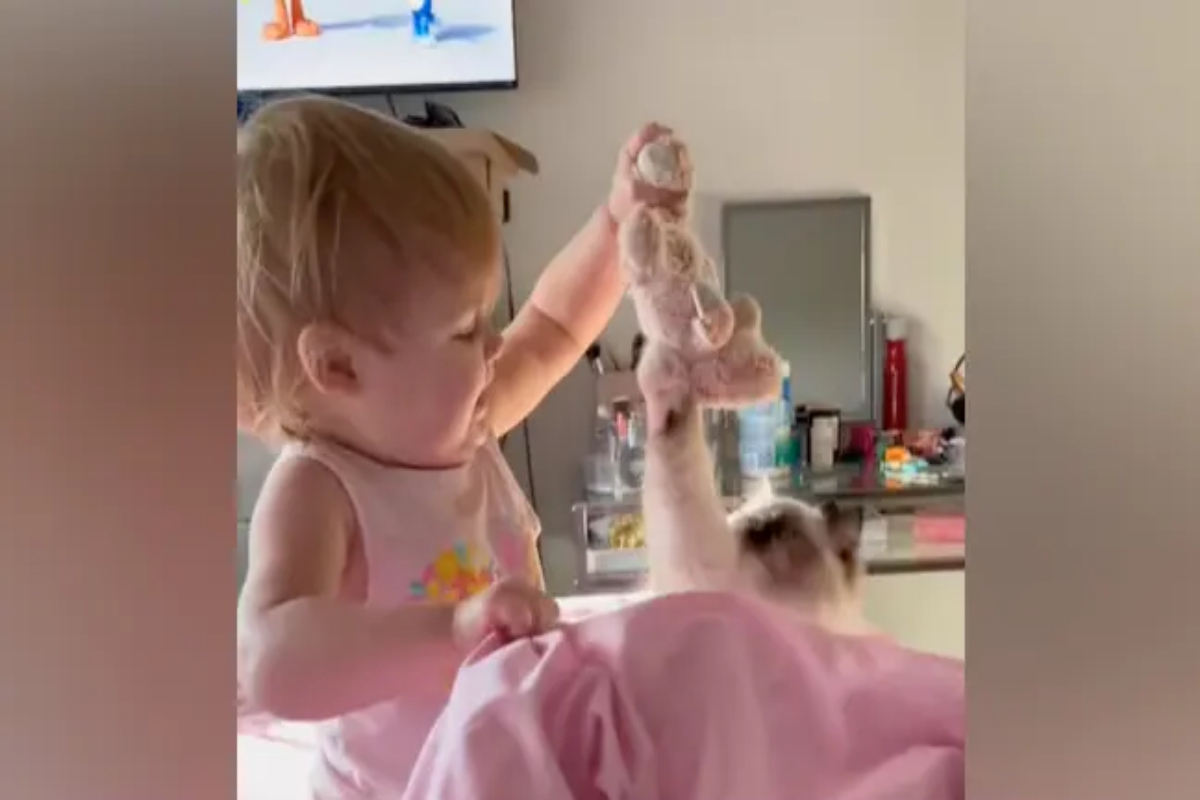 cat video