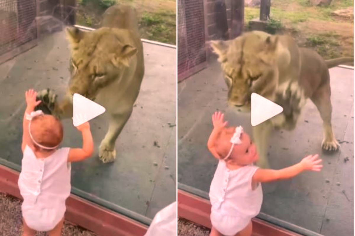 Small girl playing with lion