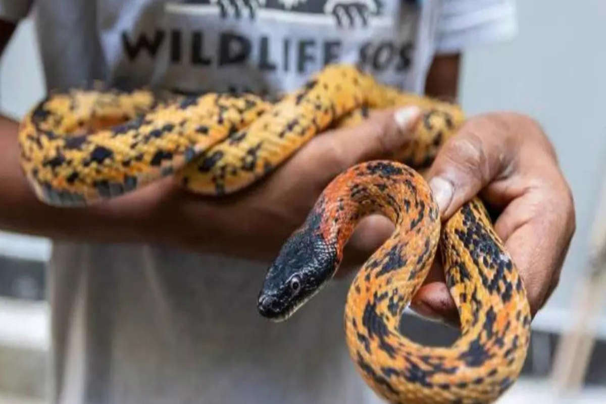 5-feet-long snake
