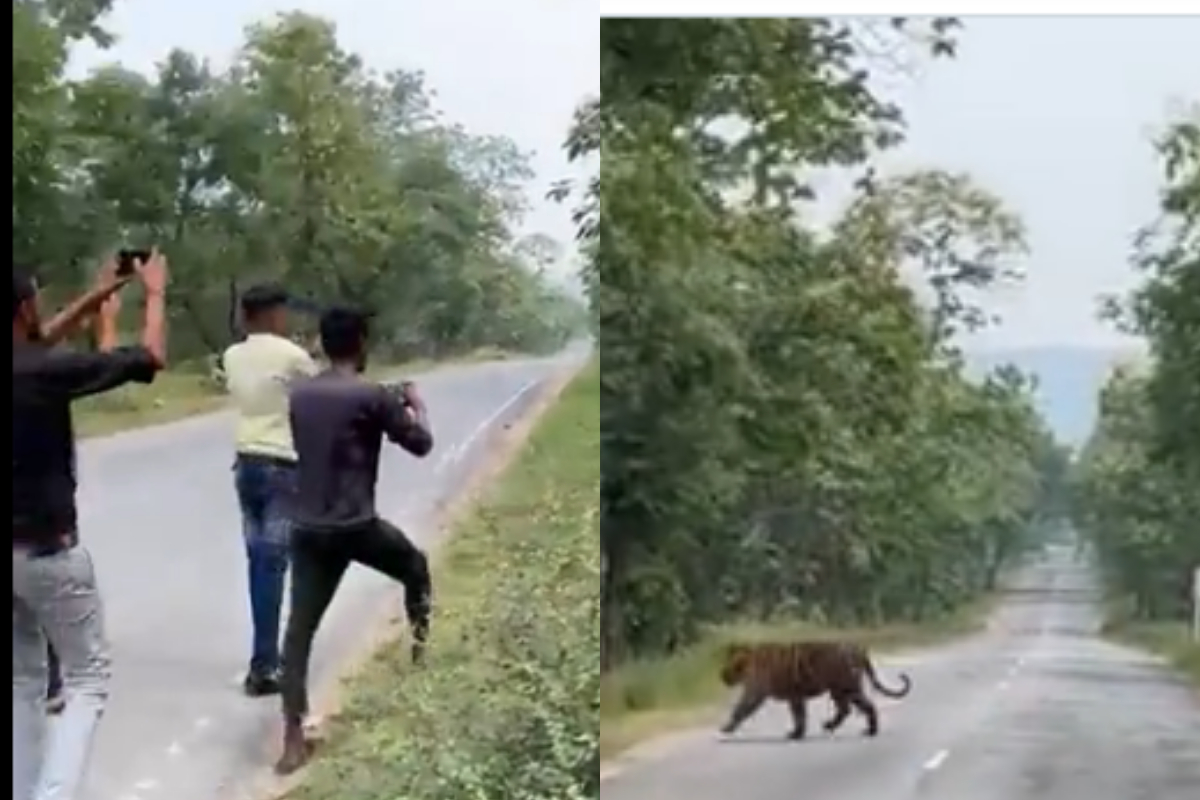men following tiger
