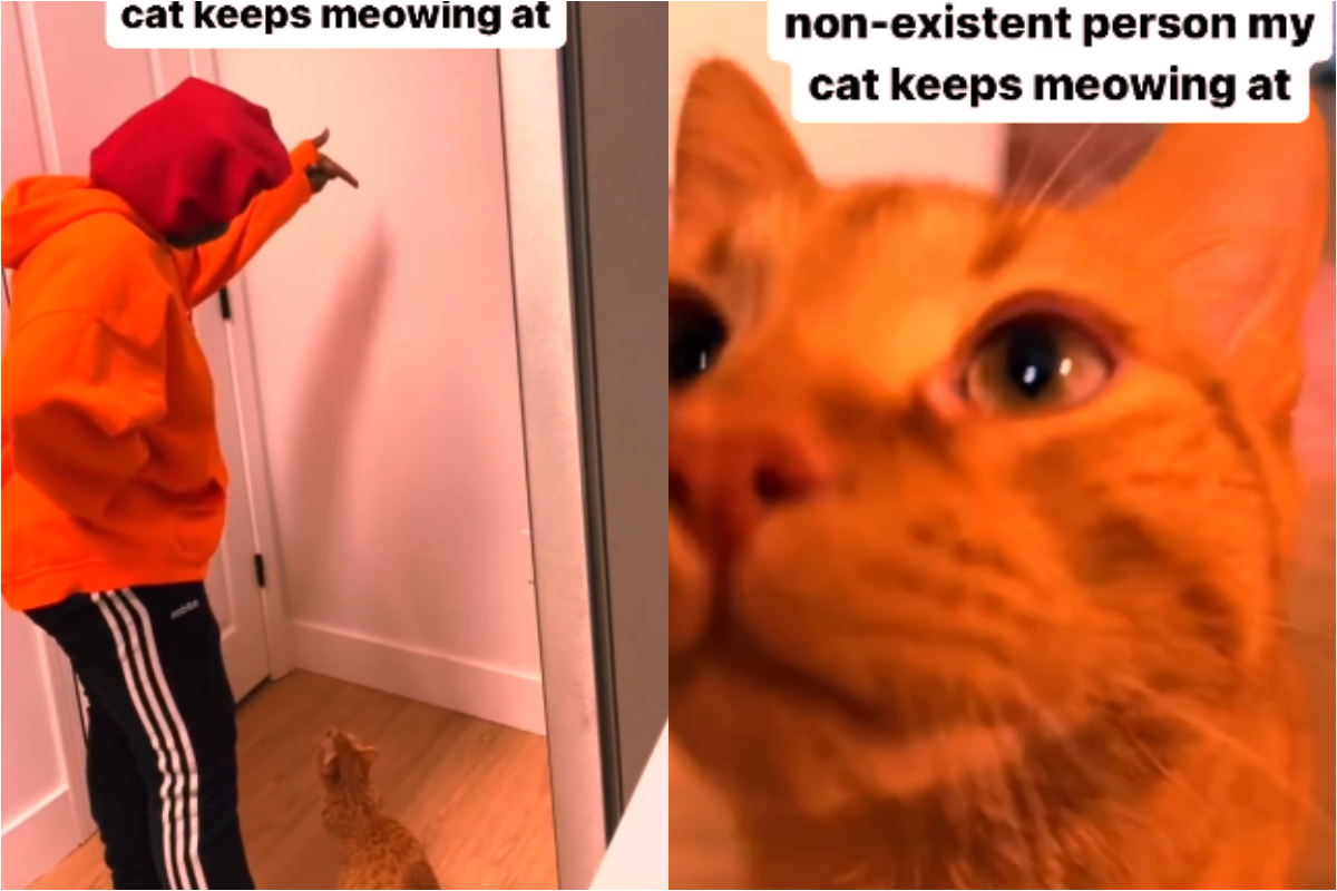Pet kitten meows