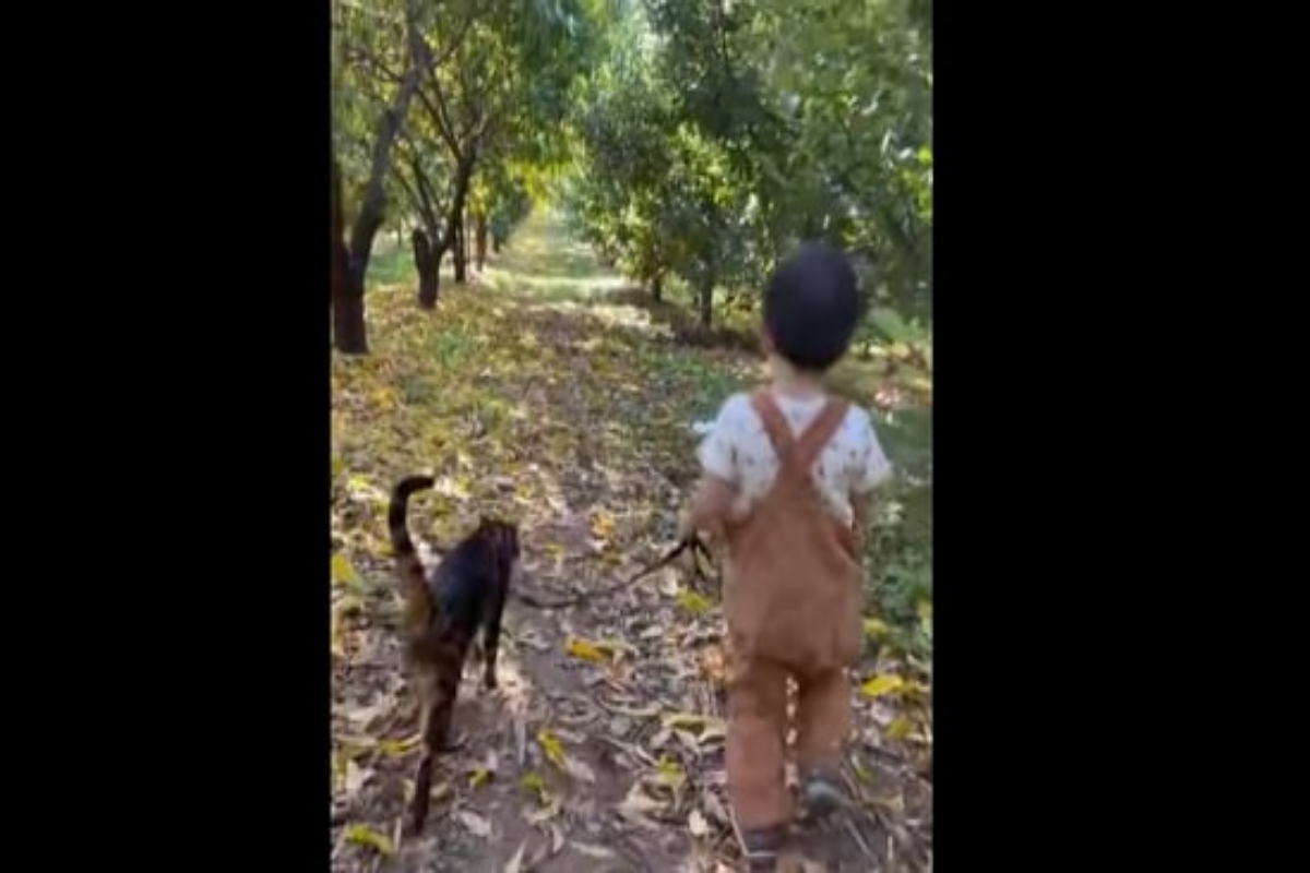 Video of a boy