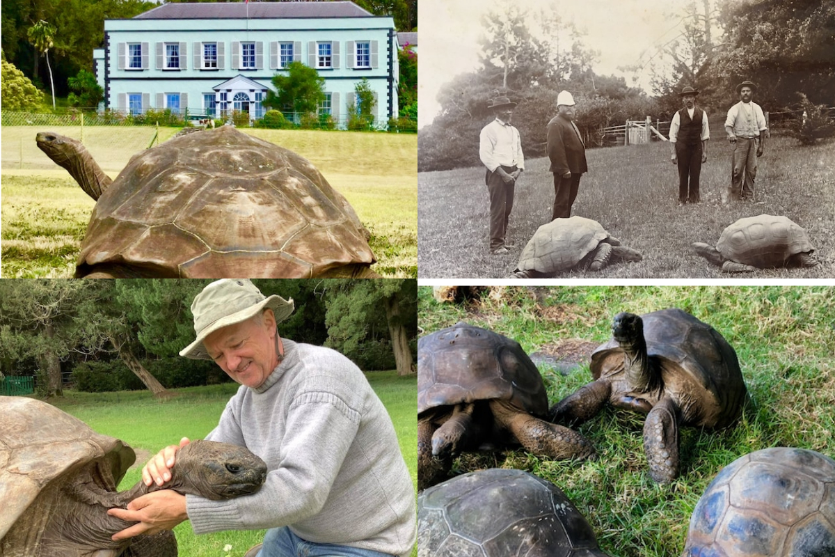 Tortoise Oldest animal on land