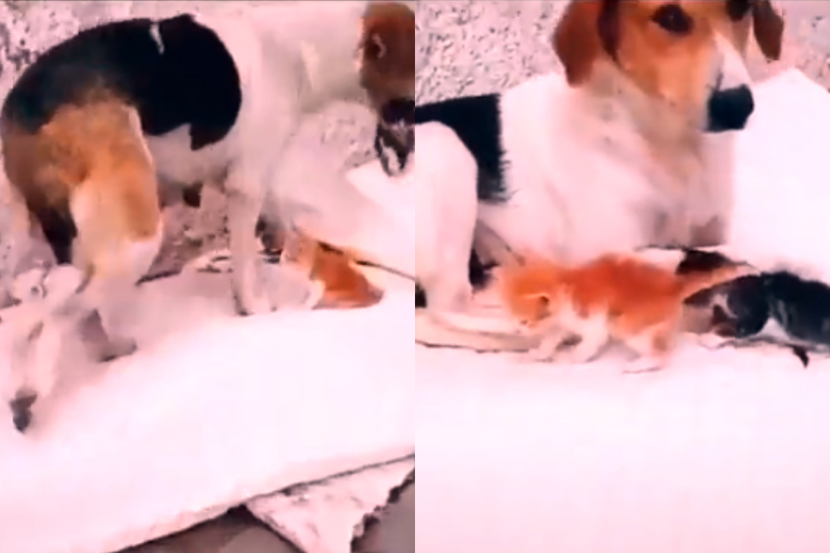 Dog caring for kittens