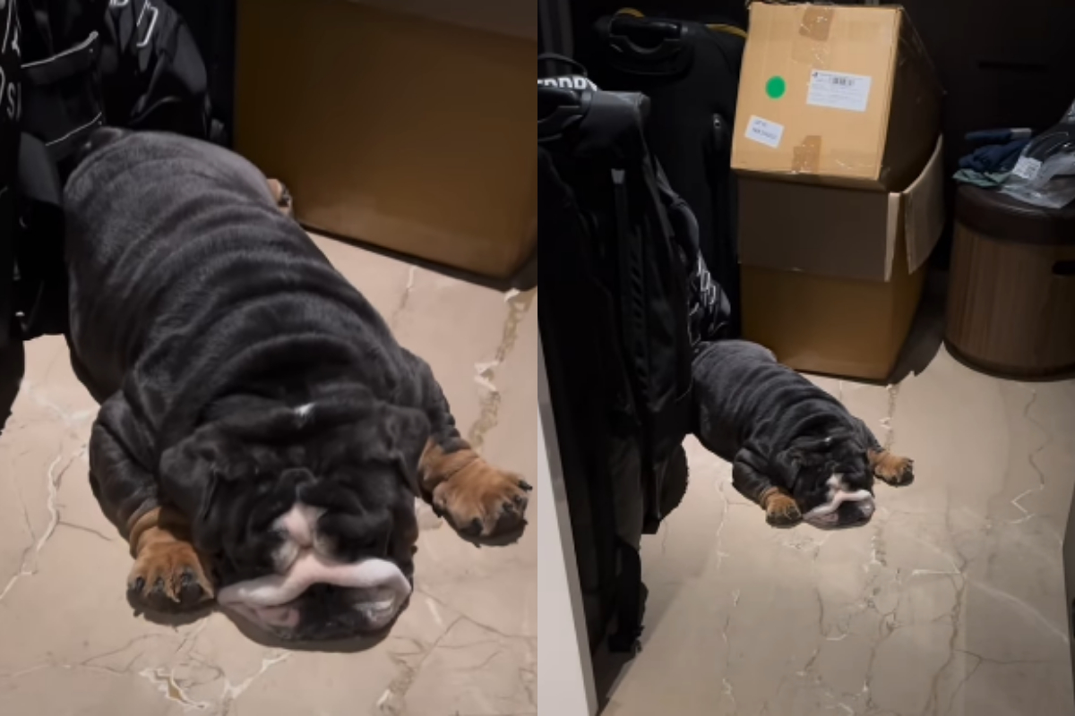 Ram Kapoor dog