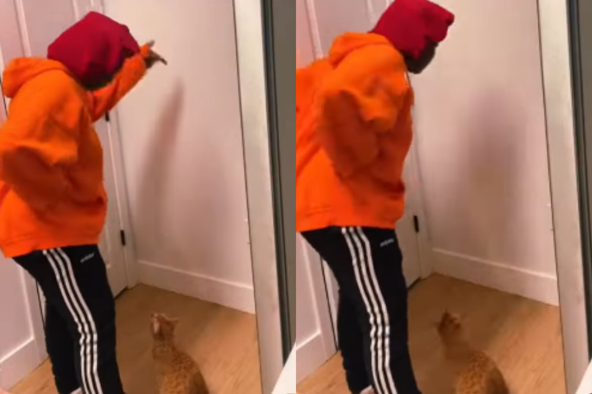 cat