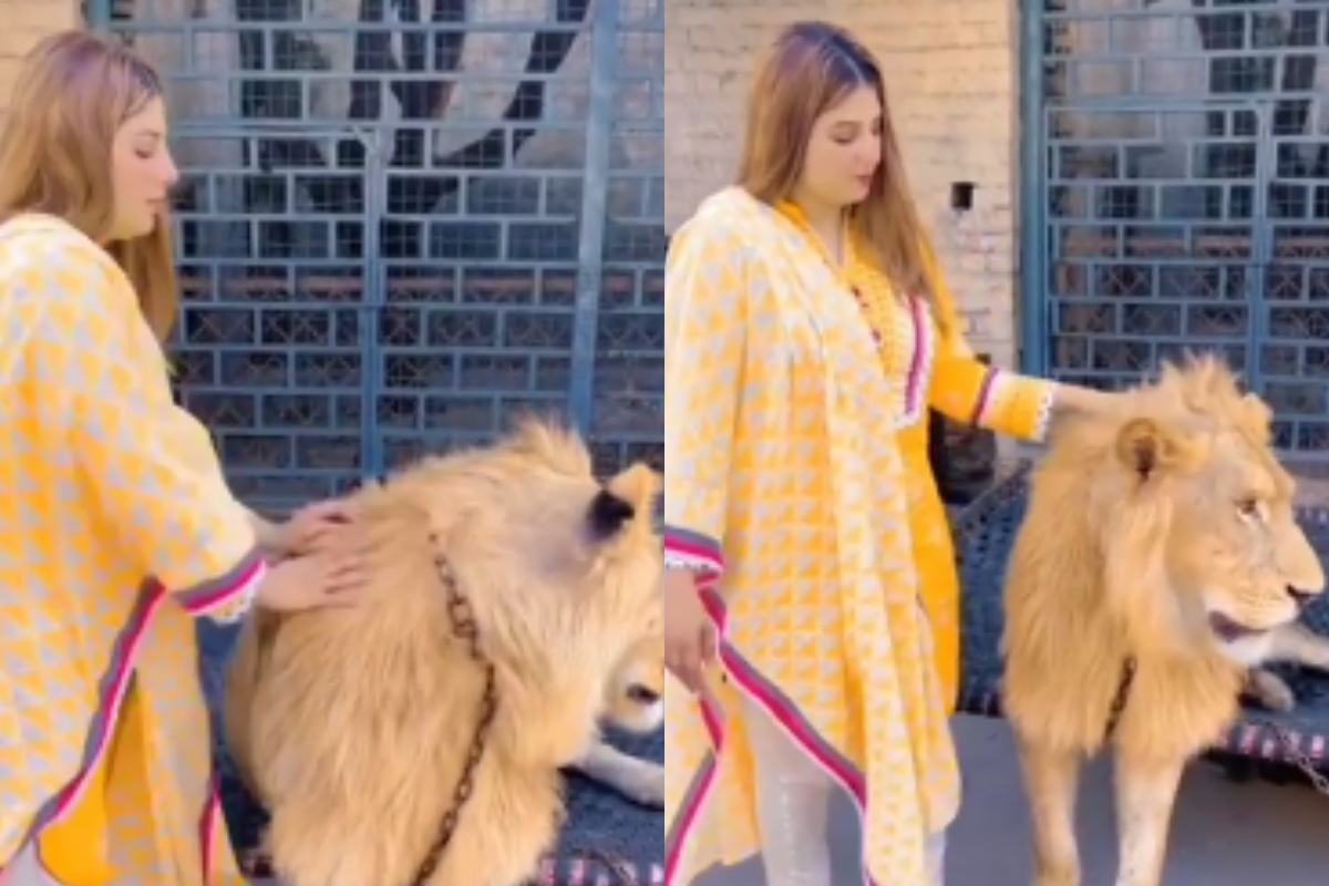 woman pets lion