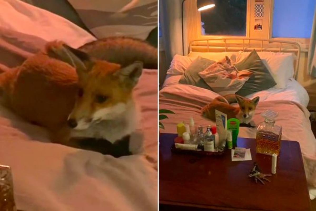 Fox