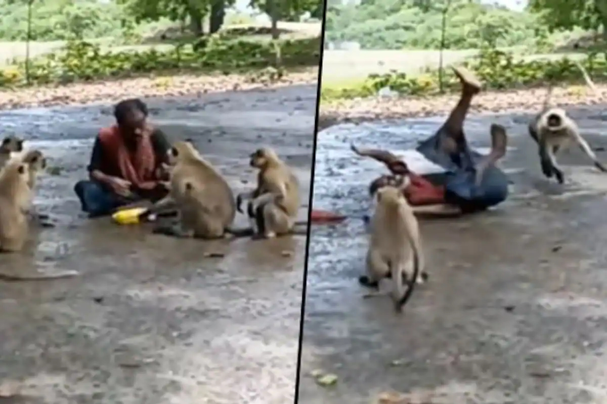 Monkey