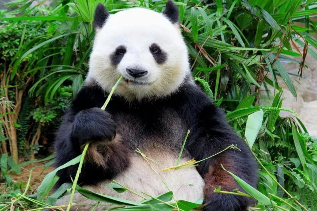 cute Pandas