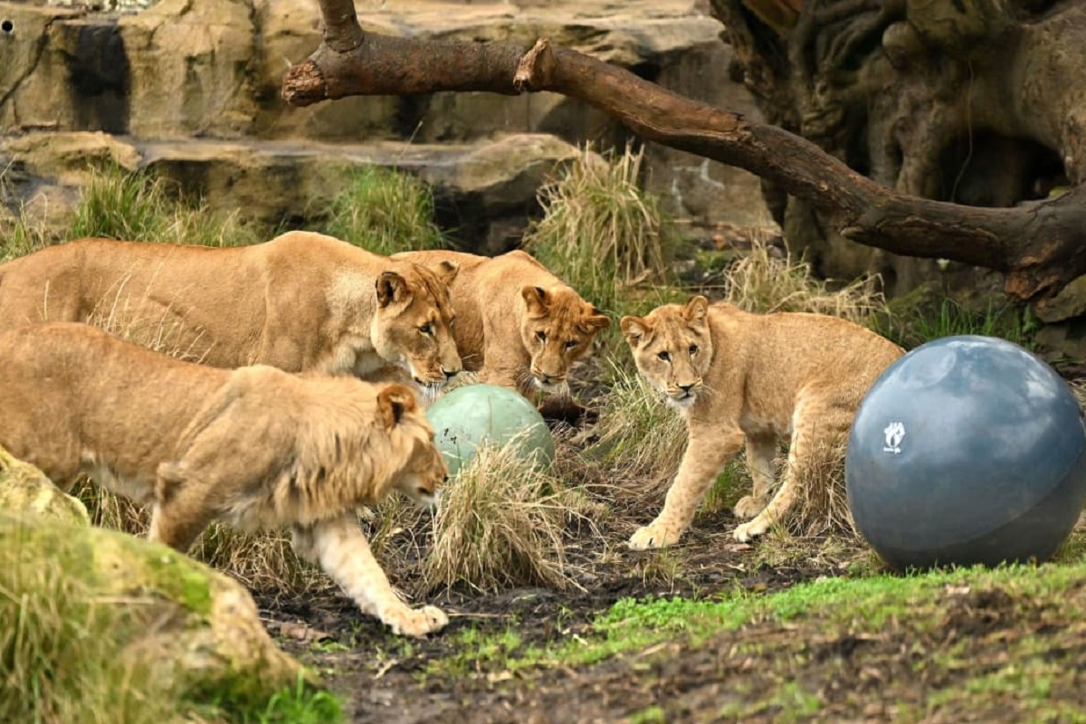 Taronga