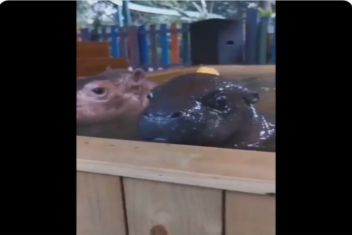 Baby hippos